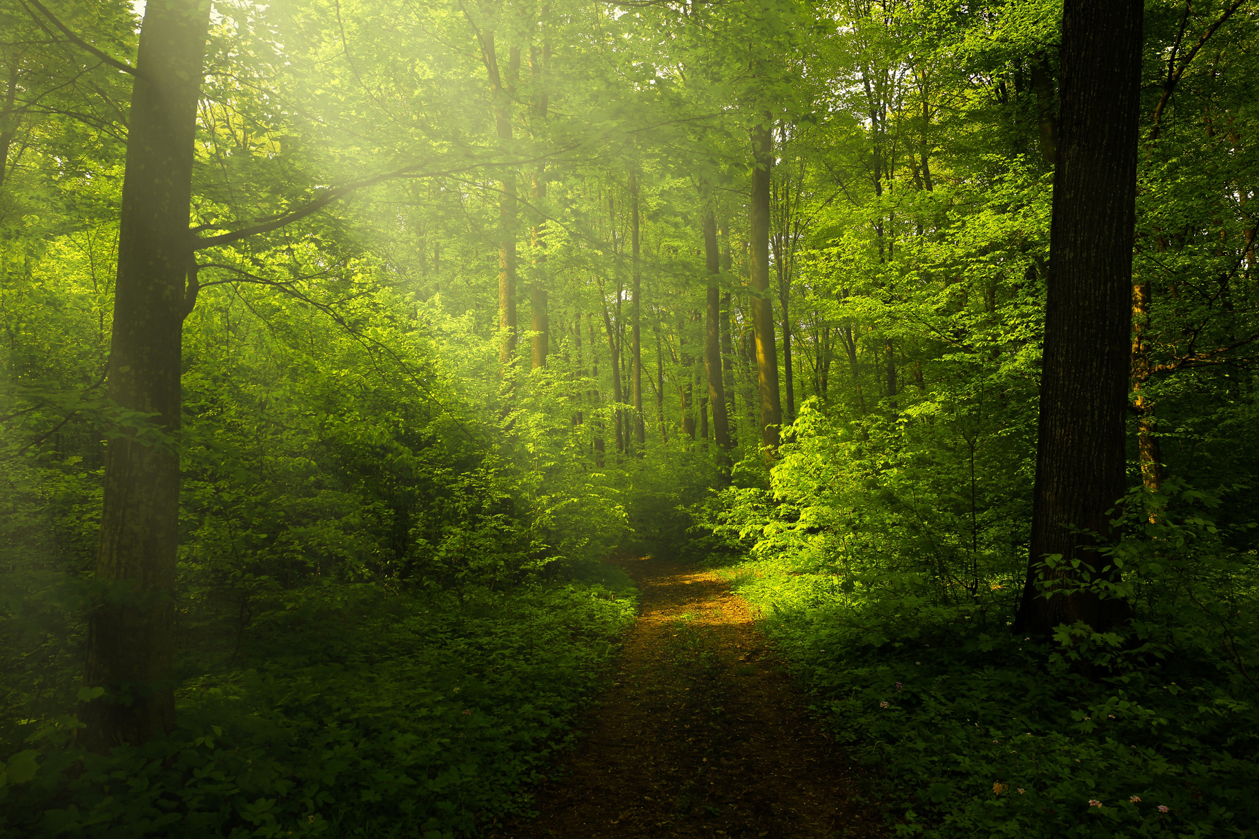 Autumn Forest Nature Landscape